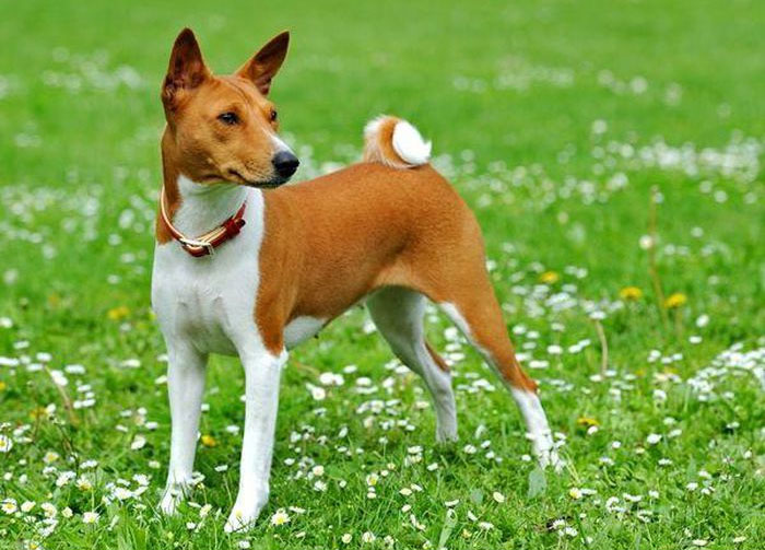cho-basenji-6 Basenji có kích thước tương đương với một con chó săn
