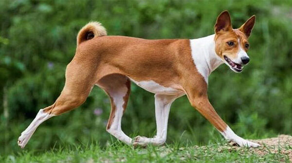 Khám Phá Giống Chó Basenji: Không Sủa và Khó Huấn Luyện