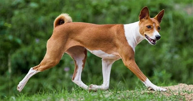 Khám Phá Giống Chó Basenji: Không Sủa và Khó Huấn Luyện