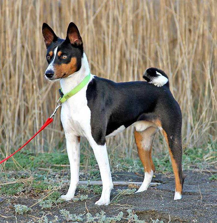 cho-basenji-7 Đôi chân dài giúp nó chạy nhanh hơn