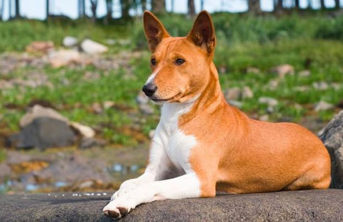 cho-basenji-8 Loài chó này rất thông minh