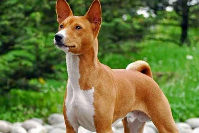 cho-basenji-9 Loài chó này còn có đặc điểm là vô cùng sạch sẽ, gần như không có mùi hôi.