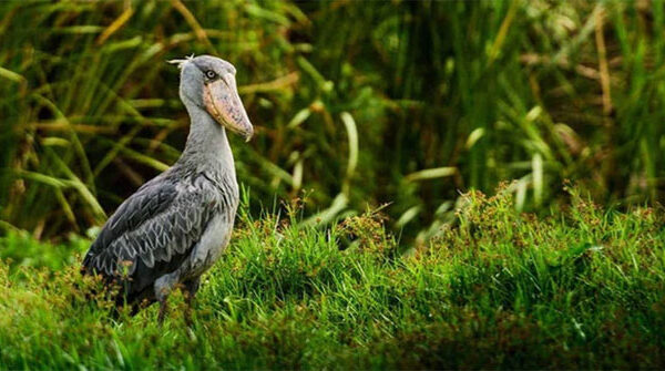 Cò mỏ giày — Kẻ săn mồi lặng lẽ của đầm lầy châu Phi