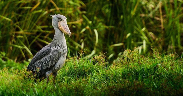 Cò mỏ giày — Kẻ săn mồi lặng lẽ của đầm lầy châu Phi