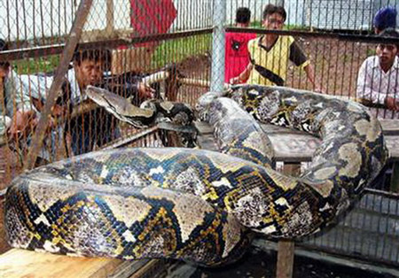 Trăn Mắt Lưới