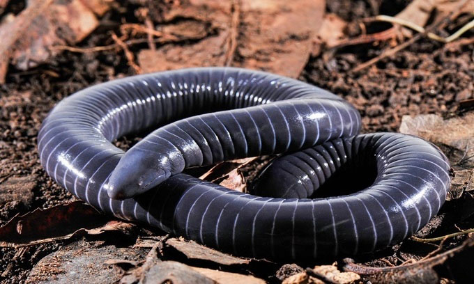 siphonops-annulatus