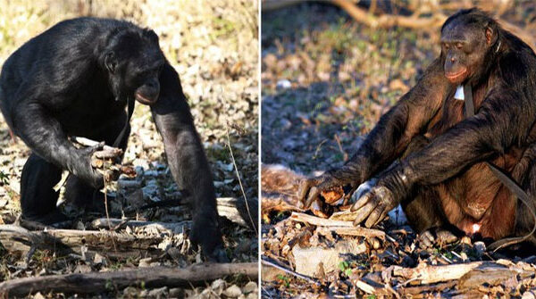 Kanzi: Chân dung bonobo có khả năng giao tiếp, nấu nướng và dùng công cụ