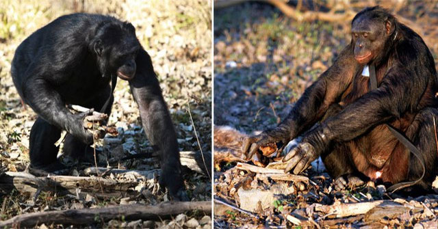 Kanzi: Chân dung bonobo có khả năng giao tiếp, nấu nướng và dùng công cụ